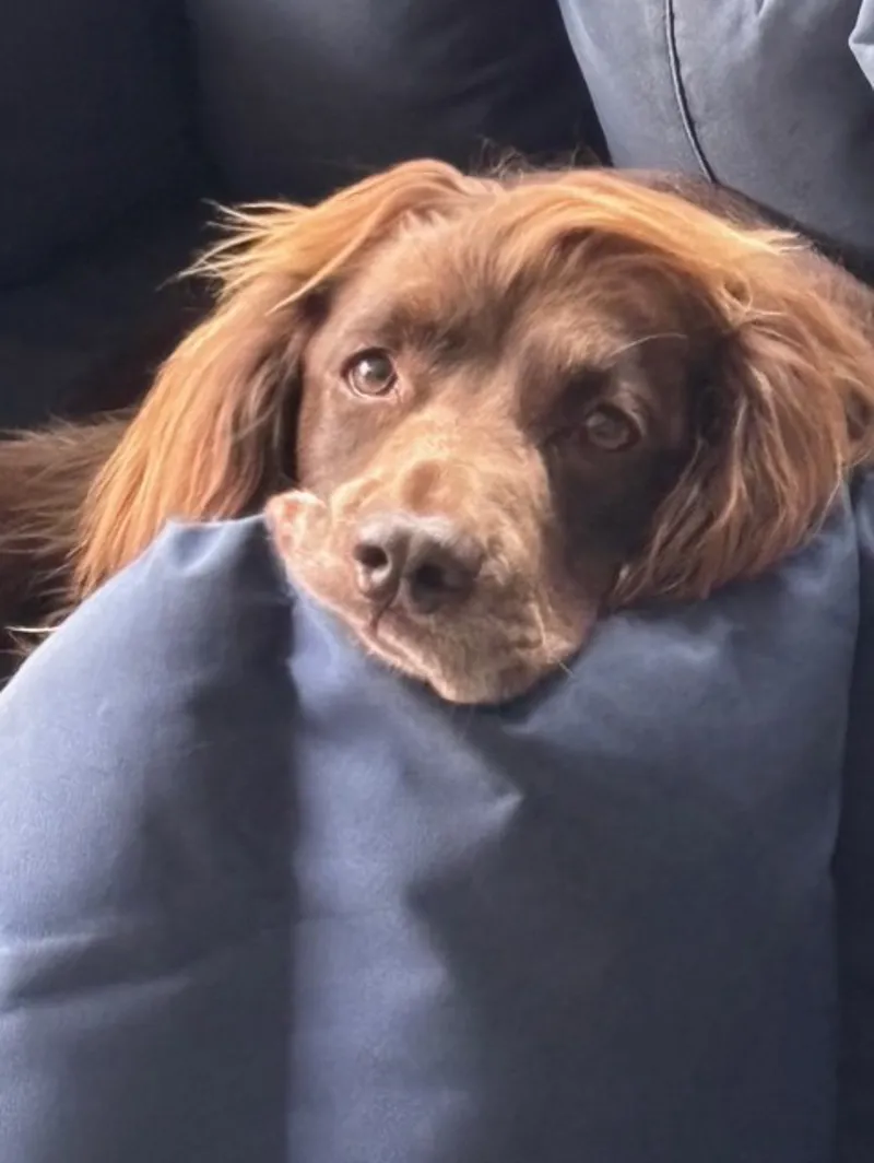 For your furry friends