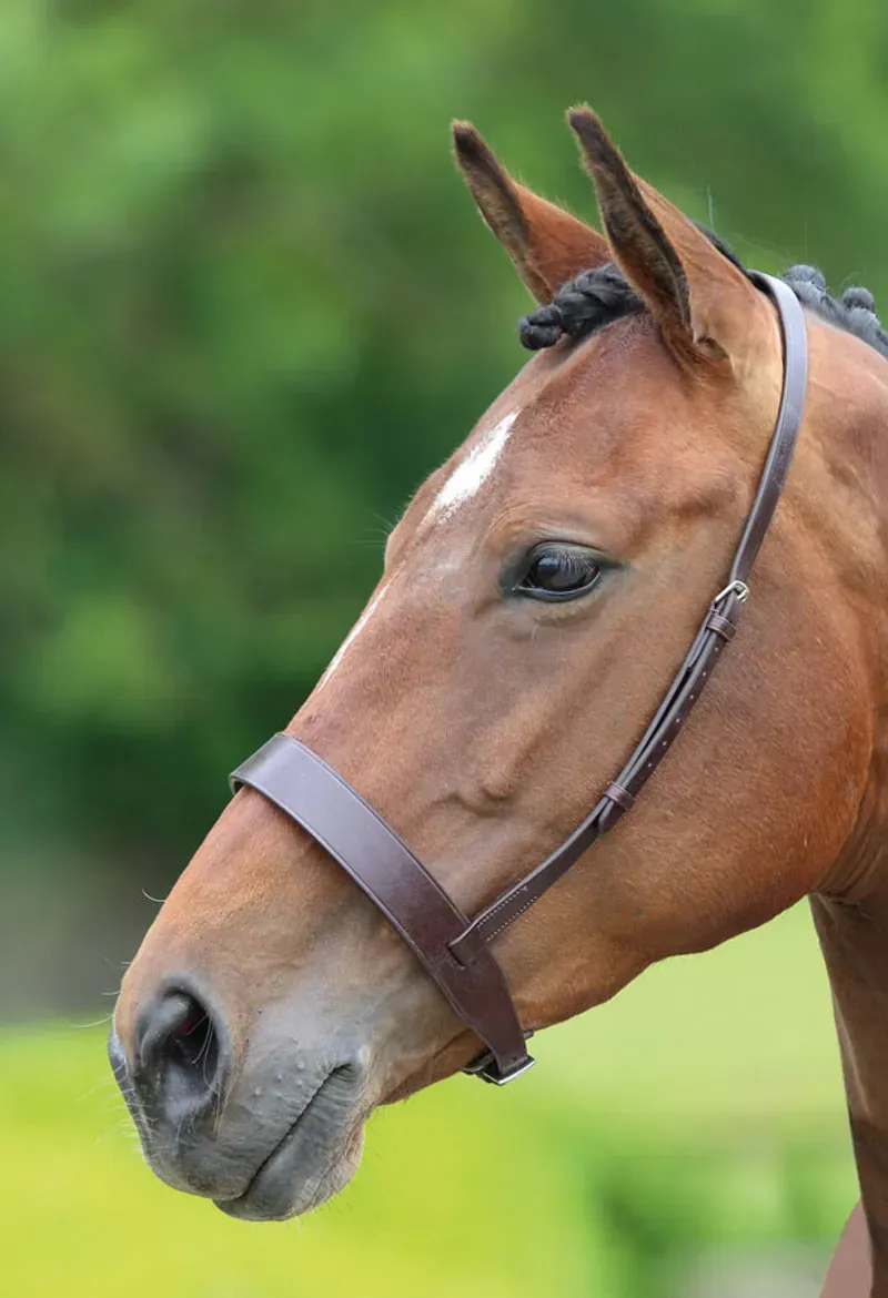 Blenheim Hunter Cavesson Noseband in Black
