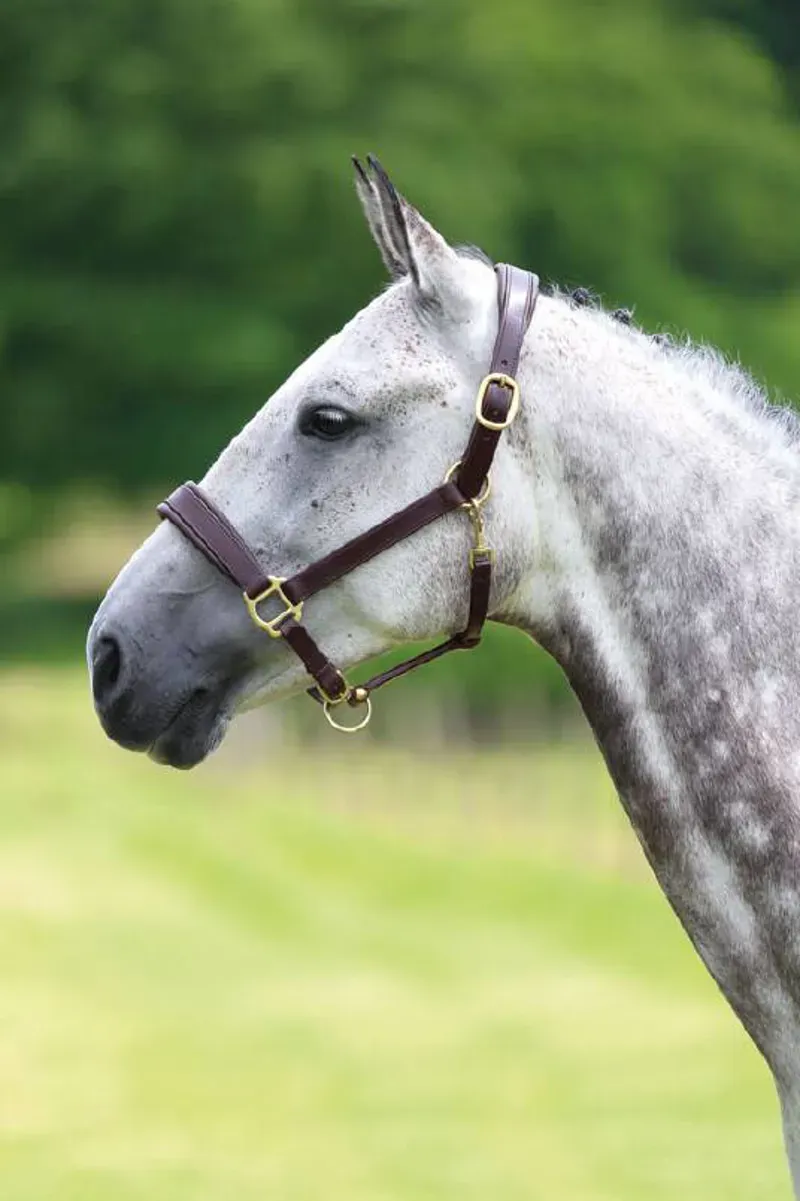Blenheim Leather Travel Headcollar in Brown