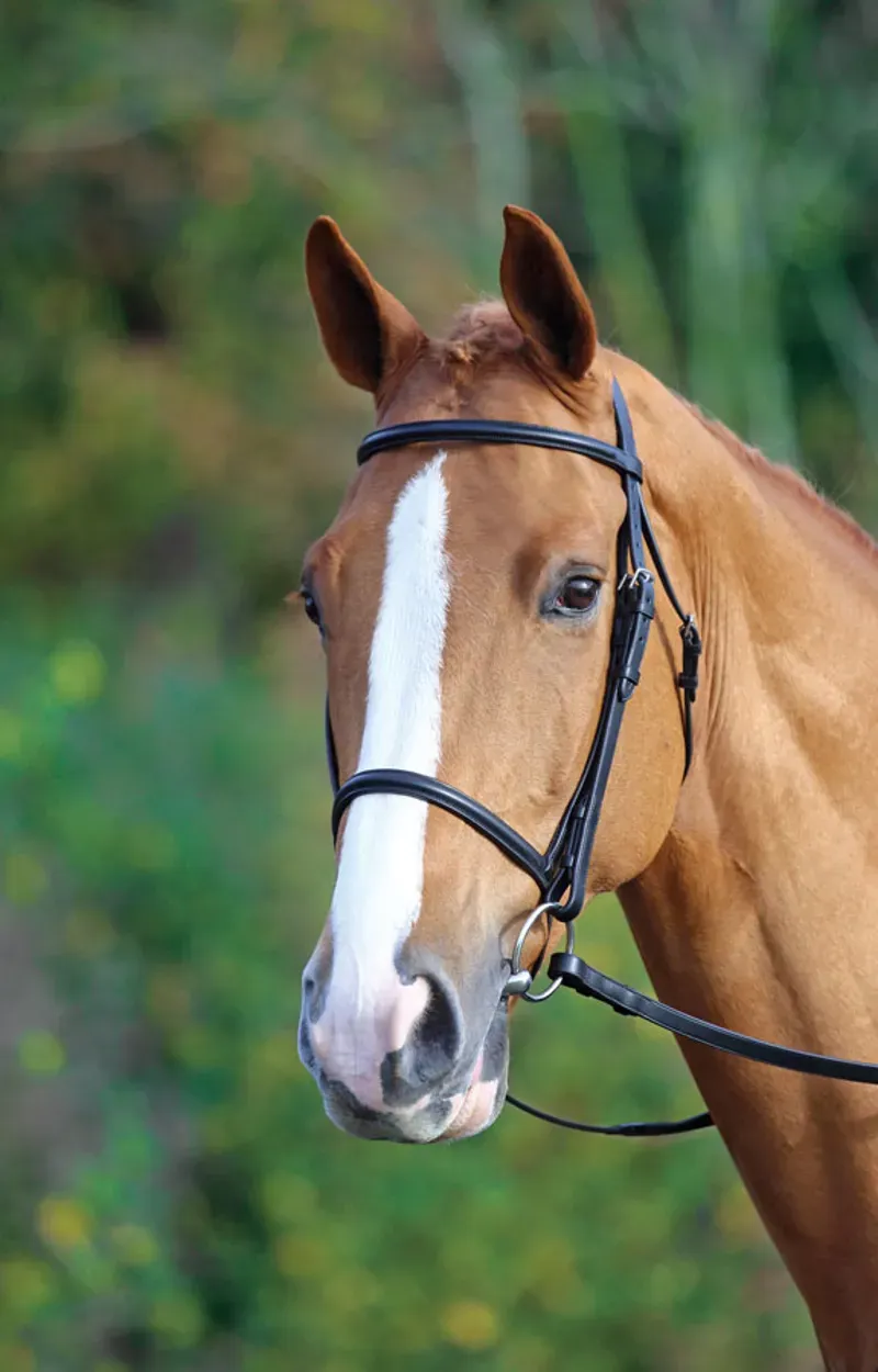Aviemore Raised Cavesson Bridle in Black