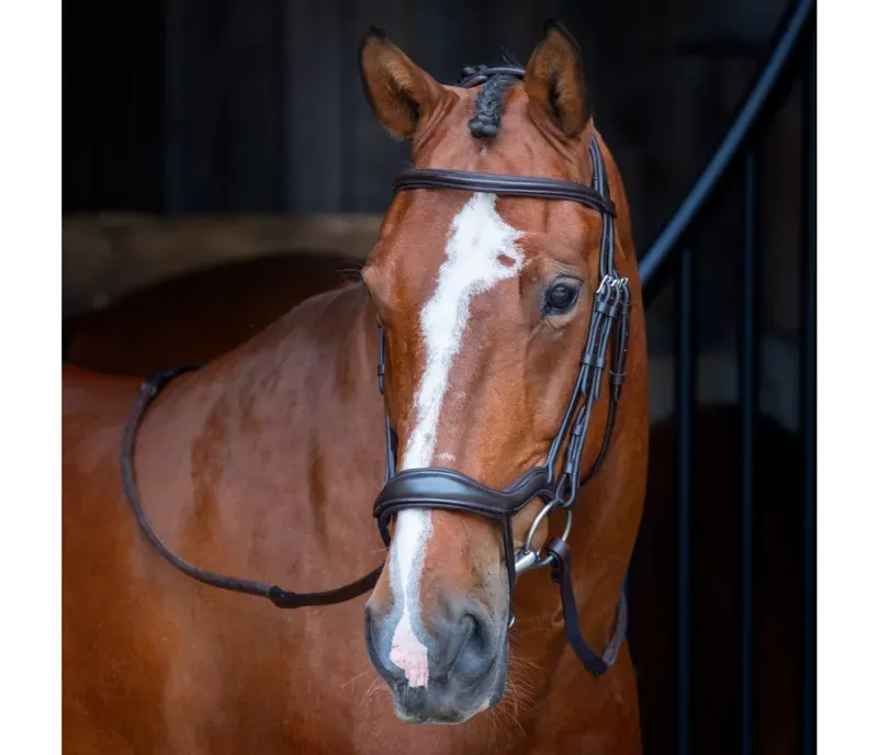 Velociti Ergonomic Flash Bridle in Havana