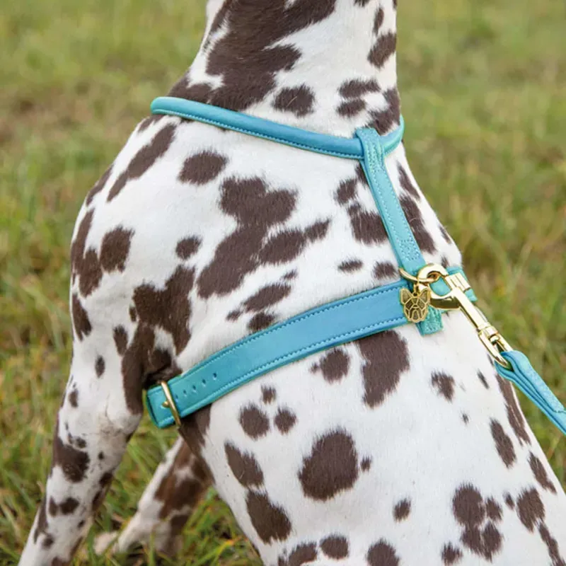 Digby and Fox Rolled XS Leather Dog Harness in Blue
