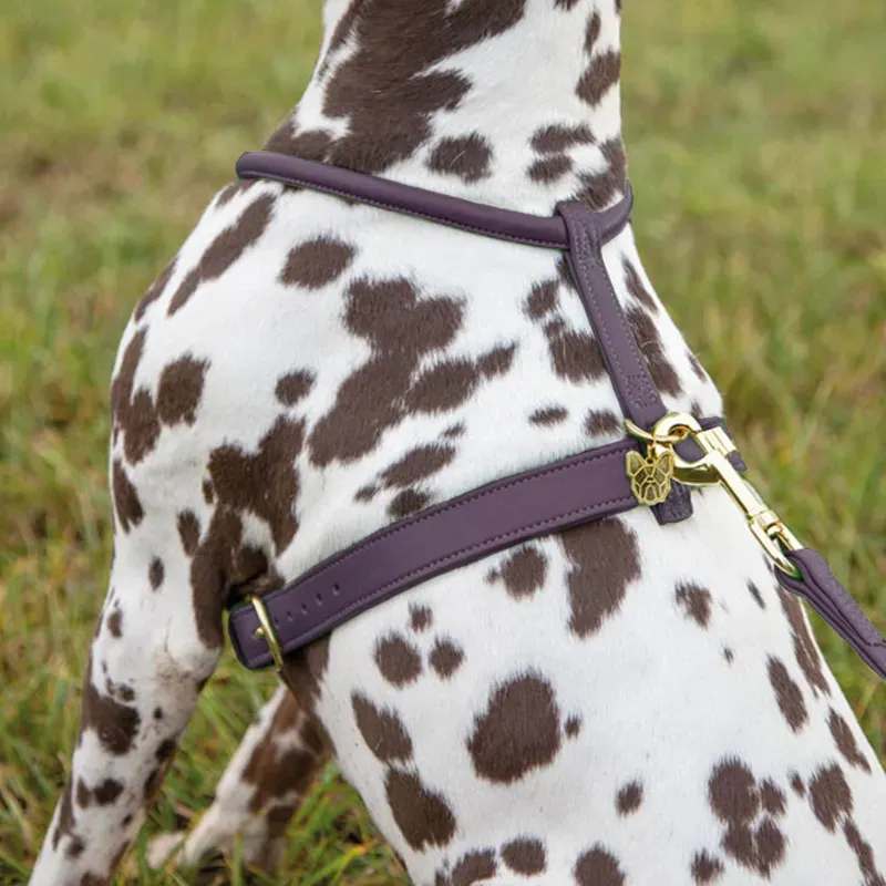 Digby and Fox Rolled XS Leather Dog Harness in Purple