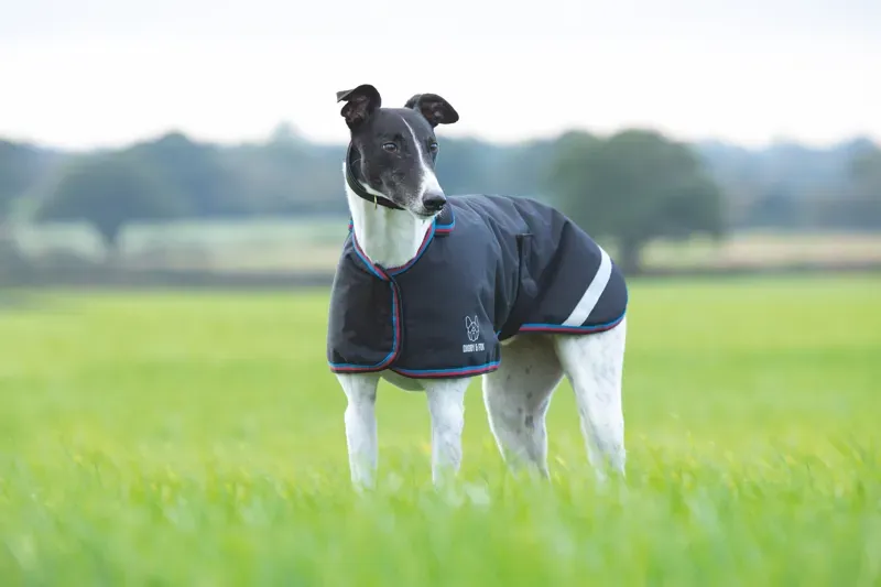 Digby and Fox Waterproof Small Greyhound Coat in Black