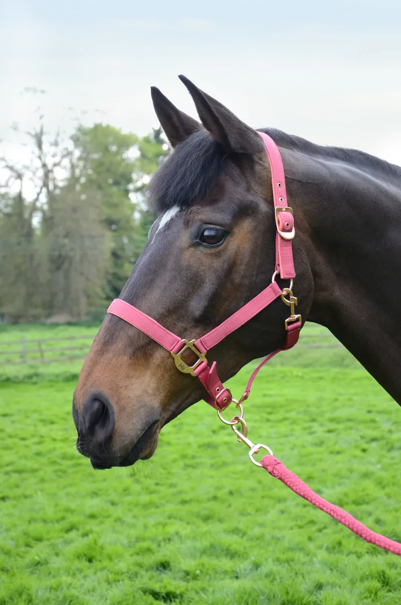 Hy Equestrian Rose Gold Head Collar and Lead Rope  Blush Pink/Rose Gold-1