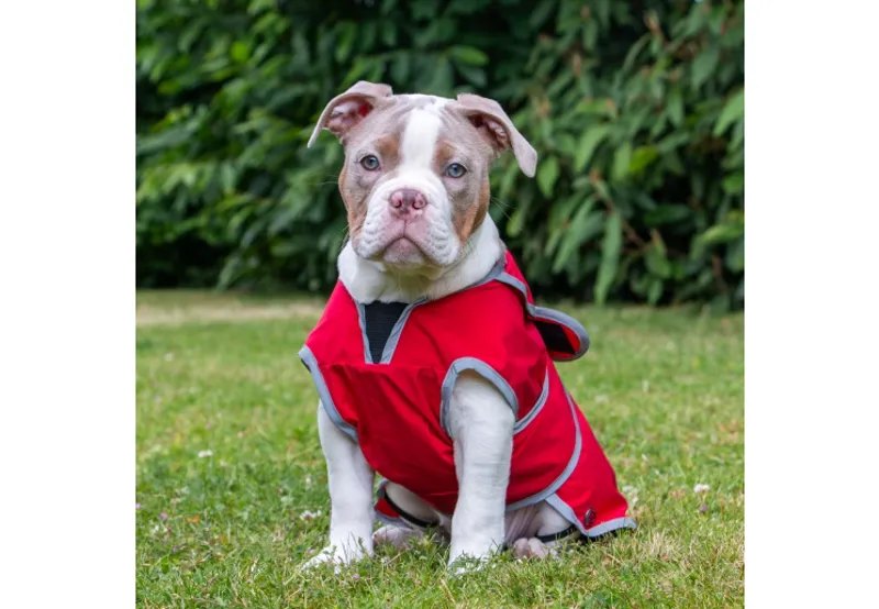 Ancol Stormguard Softshell Coat Bordeaux-1