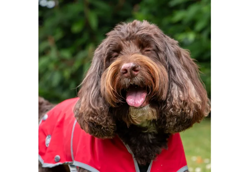 Ancol Stormguard Softshell Coat Bordeaux