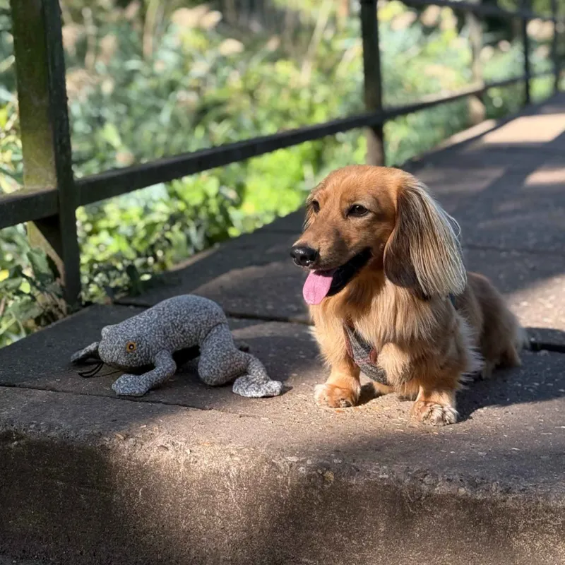 Ancol Toby Toad Midi-1