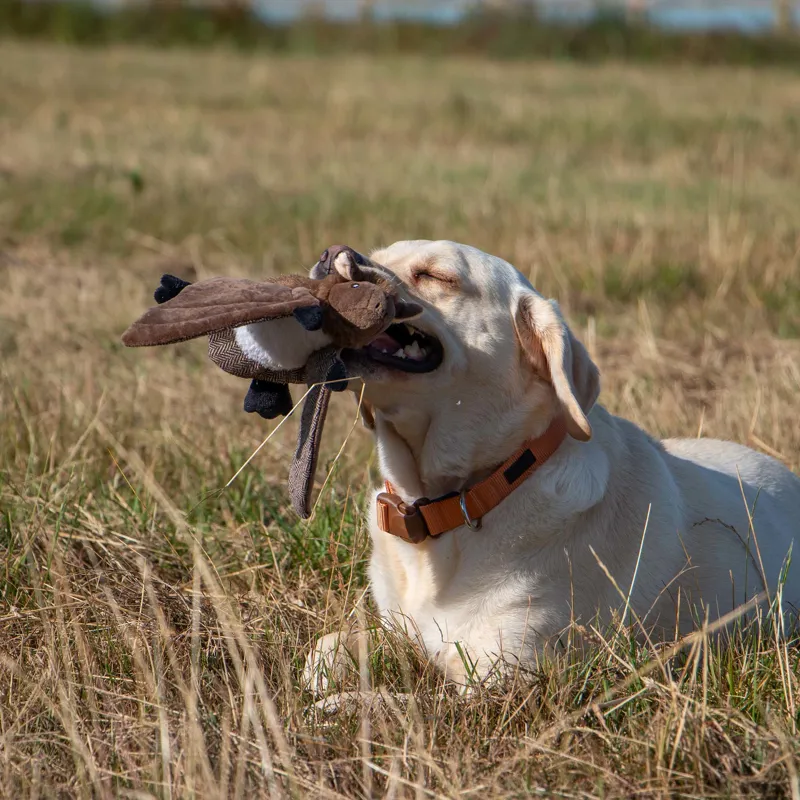 Ancol Barnaby Bat Midi-2